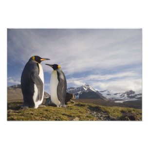 Antarktis, South Georgia Island Storbritannien), k Fototryck