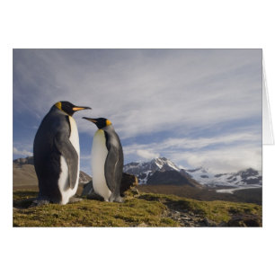 Antarktis, South Georgia Island Storbritannien), k Hälsningskort