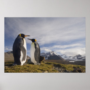 Antarktis, South Georgia Island Storbritannien), k Poster