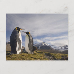 Antarktis, South Georgia Island Storbritannien), k Vykort