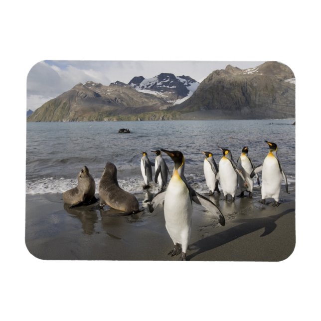 Antarktis, South Georgia Island (Storbritannien),  Magnet (Horisontell)