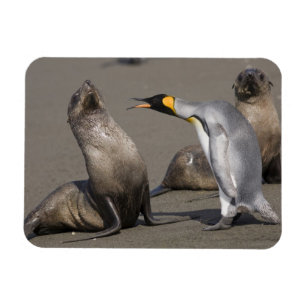 Antarktis, South Georgia Island (Storbritannien), Magnet