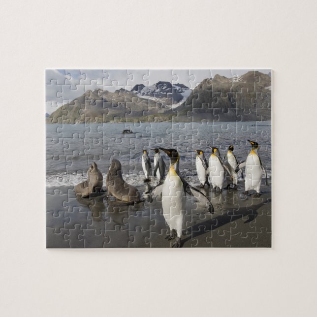 Antarktis, South Georgia Island (Storbritannien),  Pussel (Horisontell)