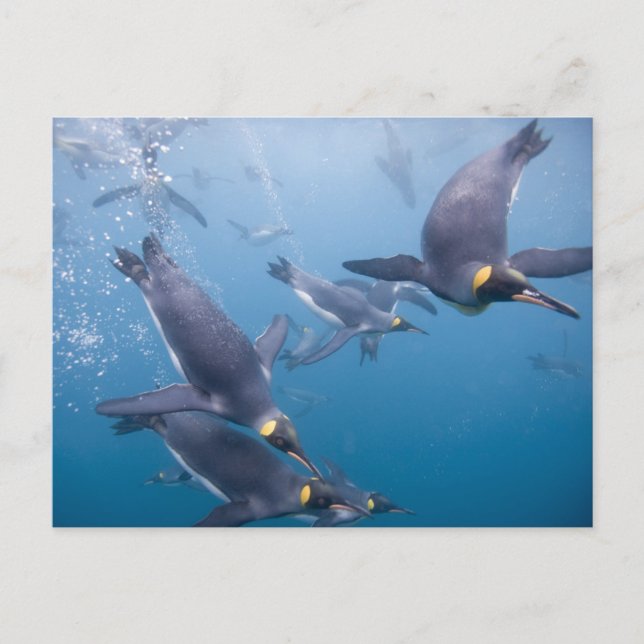 Antarktis, South Georgia Island (Storbritannien),  Vykort (Framsida)