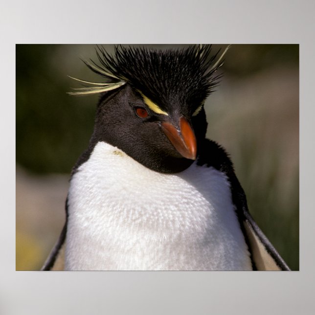 Antarktis, subantarktiska öar, söder 5 poster (Framsidan)
