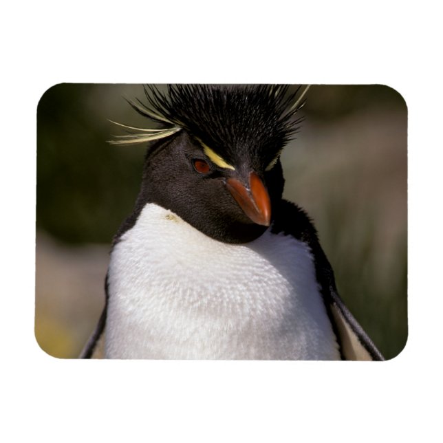 Antarktis, subantarktiska öarna, syd 5 magnet (Horisontell)