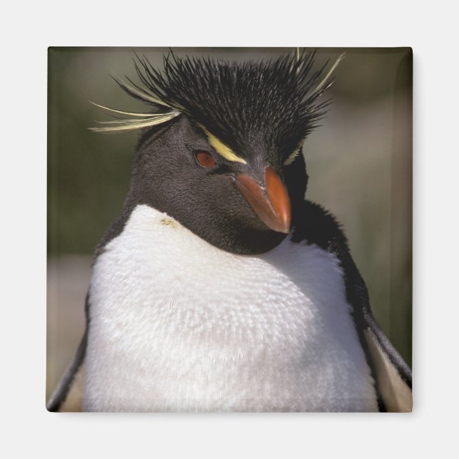 Antarktis, subantarktiska öarna, syd 5 magnet (Framsidan)