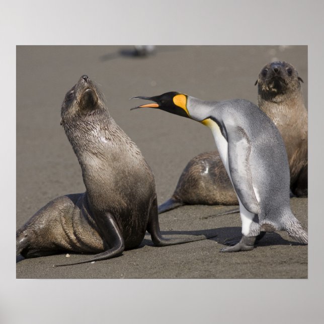 Antarktis, Sydgeorgien (UK), Kung 3 Poster (Framsidan)