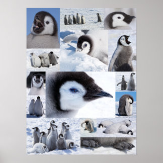 Antarktisk kejsare Penguin Chicks Photo Collage Poster