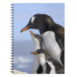 Antarktiska halvön, Neko Harbour, Gentoo Anteckningsbok