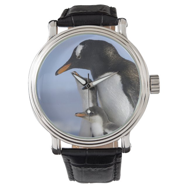 Antarktiska halvön, Neko Harbour, Gentoo Armbandsur (Framsida)