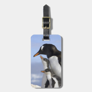Antarktiska halvön, Neko Harbour, Gentoo Bagagebricka