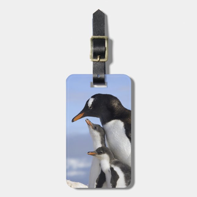 Antarktiska halvön, Neko Harbour, Gentoo Bagagebricka (Vertikal Framsida)