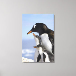 Antarktiska halvön, Neko Harbour, Gentoo Canvastryck