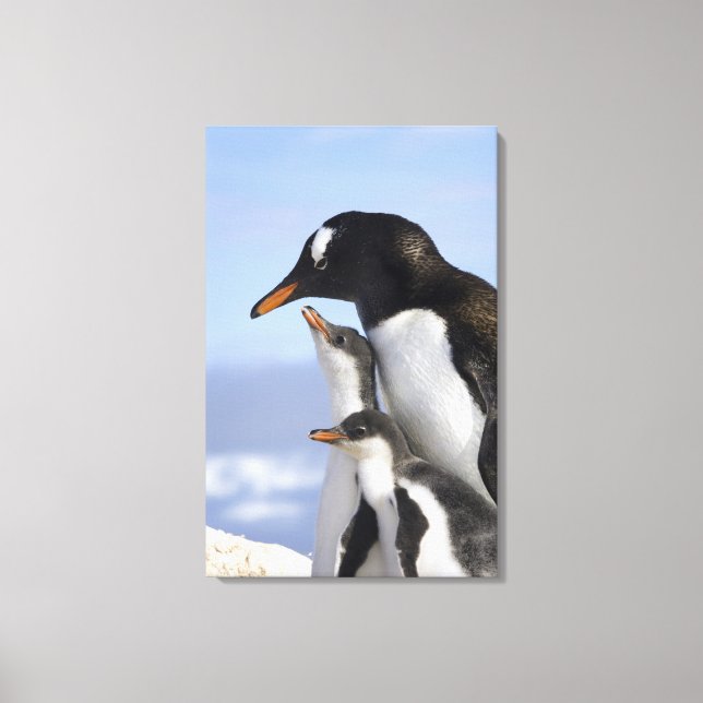 Antarktiska halvön, Neko Harbour, Gentoo Canvastryck (Framsida)