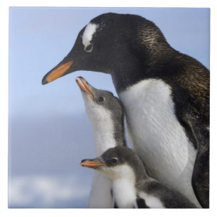 Antarktiska halvön, Neko Harbour, Gentoo Kakelplatta