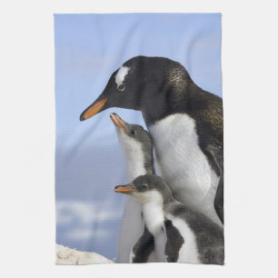 Antarktiska halvön, Neko Harbour, Gentoo Kökshandduk