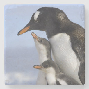 Antarktiska halvön, Neko Harbour, Gentoo Stenunderlägg