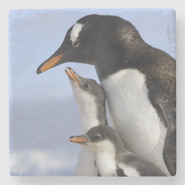 Antarktiska halvön, Neko Harbour, Gentoo Stenunderlägg (Framsidan)