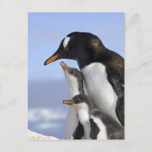 Antarktiska halvön, Neko Harbour, Gentoo Vykort
