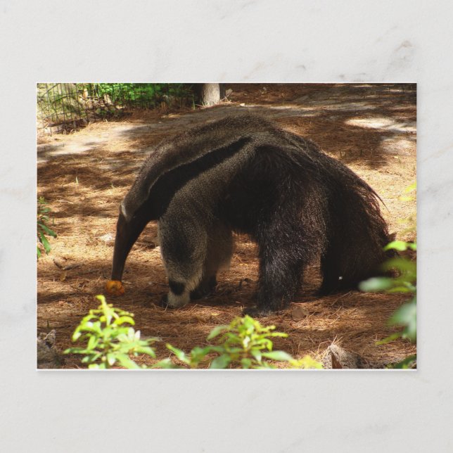 Anteater Vykort (Framsida)
