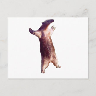 Anteater Vykort