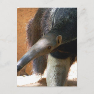 Anteater-vykort Vykort