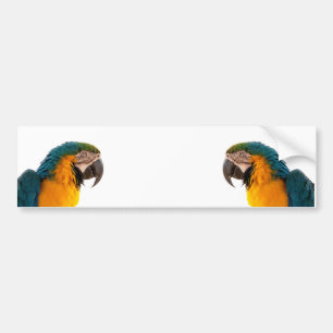 Anteckningar för Parrot efter det att den har skic Bildekal