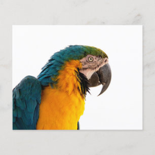 Anteckningar för Parrot efter det att den har skic Flygblad