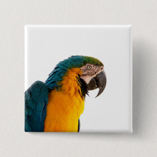 Anteckningar för Parrot efter det att den har skic Knapp