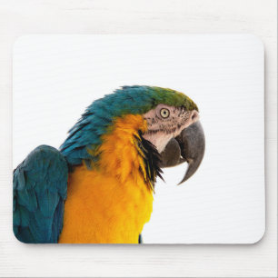 Anteckningar för Parrot efter det att den har skic Musmatta