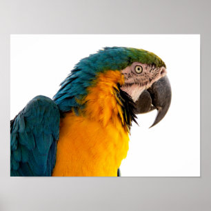Anteckningar för Parrot efter det att den har skic Poster