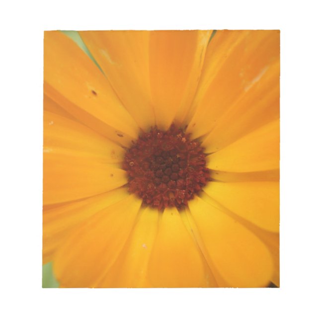 Anteckningsblock för Daisy för orange (Framsida)