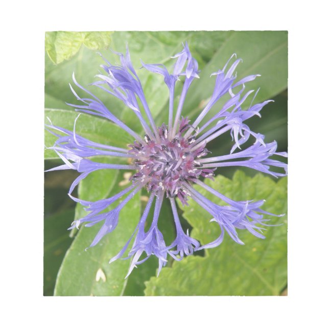 Anteckningsblocket Blue Cornblomma Anteckningsblock (Framsida)