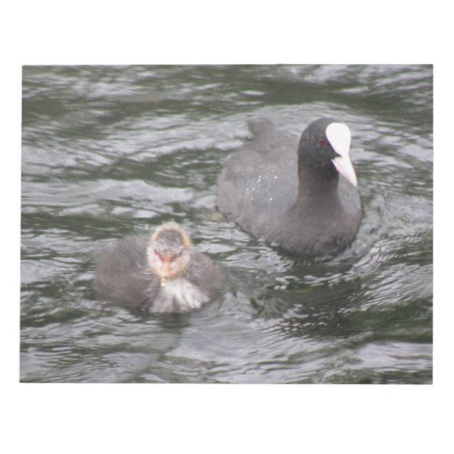 Anteckningsblocket Coot and Chick Anteckningsblock (Framsida)