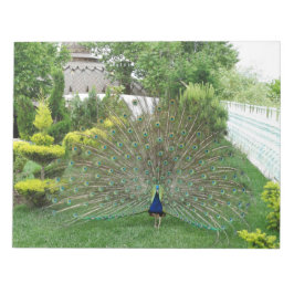 Anteckningsblocket Peacock Photography Anteckningsblock