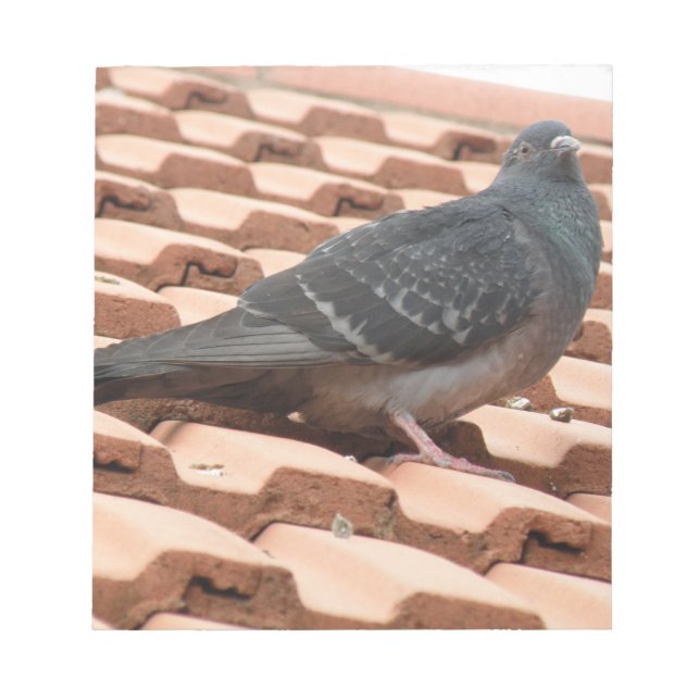 Anteckningsblocket Rooftop Pigeon Anteckningsblock (Framsida)