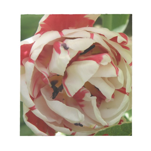 Anteckningsblocket rosa och vit tulpanolja anteckningsblock (Framsida)