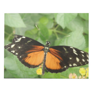 Anteckningsblocket Tiger Longwing Butterfly Anteckningsblock