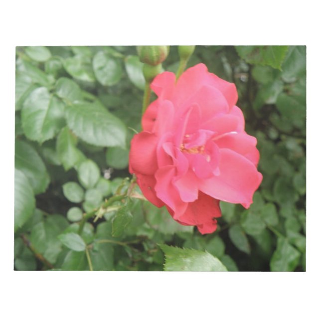 Anteckningsblocket vild Ro Anteckningsblock (Framsida)