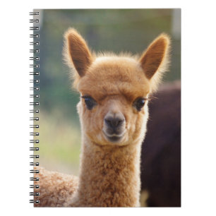 Anteckningsböcker för babyAlpacaspiral