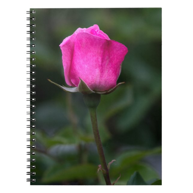 Anteckningsbok - Elegant Rosa Knopp Foto (Framsidan)
