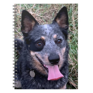 Anteckningsbok om australian cattle dog