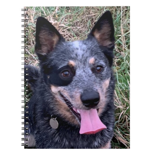 Anteckningsbok om australian cattle dog (Framsidan)