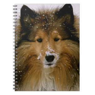 Anteckningsbok - Shetland Sheepdog i snö