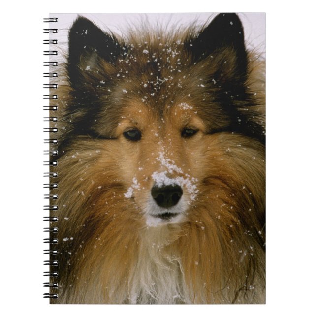 Anteckningsbok - Shetland Sheepdog i snö (Framsidan)