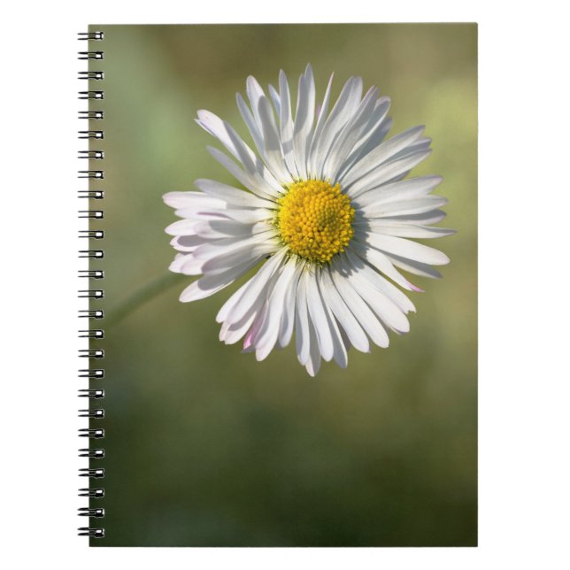 Anteckningsbok - Tusenskönas blomfotografering (Framsidan)