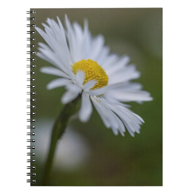 Anteckningsbok - Tusenskönas blomfotografering (Framsidan)