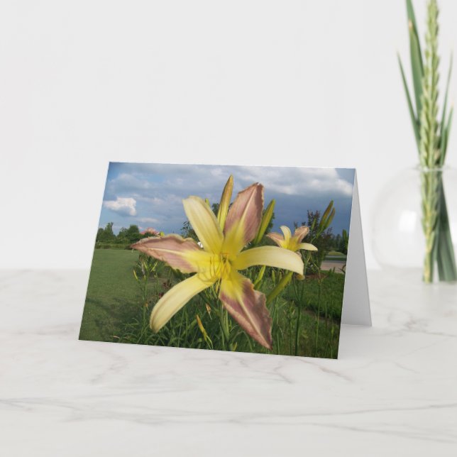 Anteckningskort, Daylillies Kort (Framsida)
