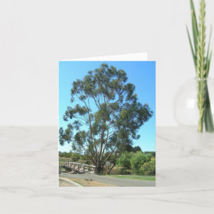 Anteckningskort - Eucalyptus på brygga